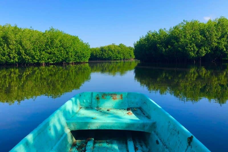 chacahua boat ride mangrovesd